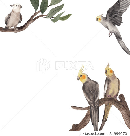 Cockatiel parrot bird watercolor frame png Cockatiel parrot bird watercolor frame png 84994670