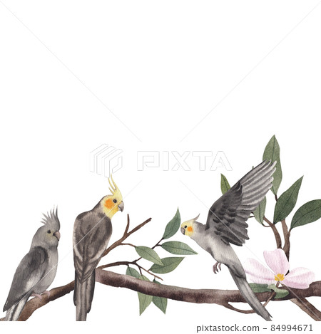 Cockatiel parrot bird watercolor frame png Cockatiel parrot bird watercolor frame png 84994671