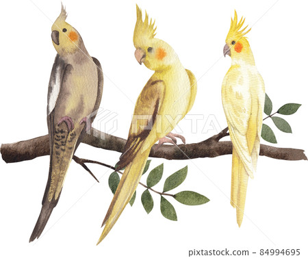 Cockatiel parrot bird watercolor clipart png 84994695