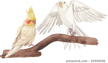 Cockatiel parrot bird watercolor clipart png Cockatiel parrot bird watercolor clipart png 84994696