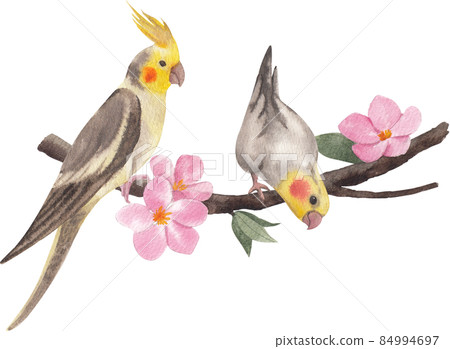 Cockatiel parrot bird watercolor clipart png Cockatiel parrot bird watercolor clipart png 84994697