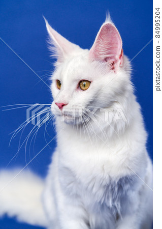 Longhair cat breed American Coon Cat. Portrait of white color female Maine Coon Cat on blue background. Longhair cat breed American Coon Cat. Portrait of white color female Maine Coon Cat on blue background. 84995204