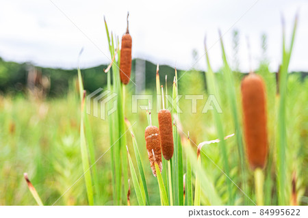 Cattail ears standing in the wasteland 84995622