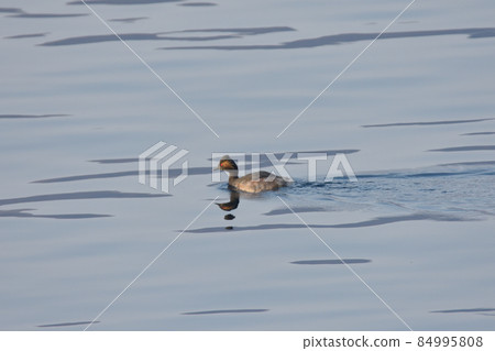 Little Grebe Swimming 84995808