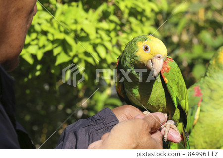 在香港的鳥類愛好者聚集的公園小鎮的鳥園裡吹噓是一種特色 84996117