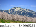 Awagadake with the remaining snow and a row of cherry blossom trees on the Kamo River 84996583