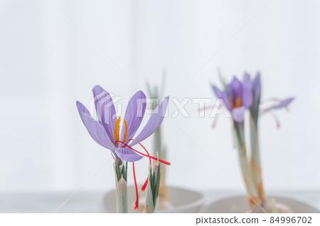 Saffron on the windowsill Saffron on the windowsill 84996702