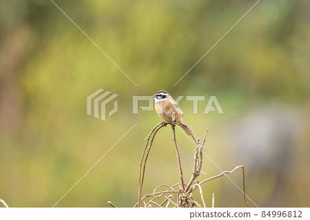 彩旗簡介 84996812