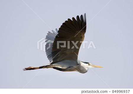 灰鷺蒼鷺 / 日本 灰鷺蒼鷺 / 日本 84996937