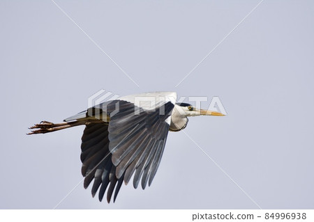 Gray heron heron / Japan 84996938