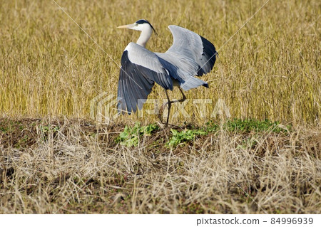 Gray heron heron / Japan 84996939
