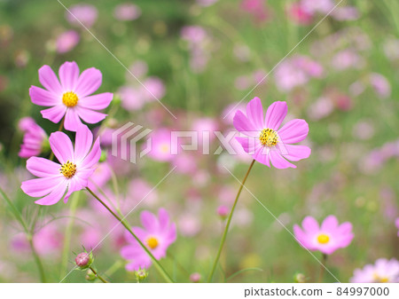 Cosmos that colors autumn 84997000