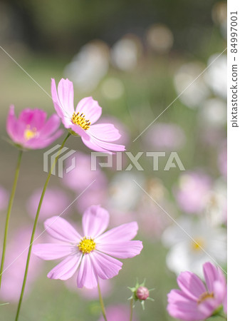 為秋天增添色彩的波斯菊 為秋天增添色彩的波斯菊 84997001