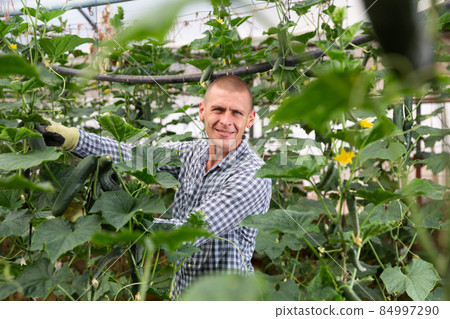 Man in a greenhouse 84997290