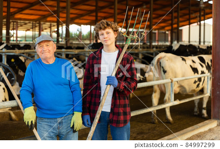 Elderly farmer standing with teenage grandson near stall with cows Elderly farmer standing with teenage grandson near stall with cows 84997299
