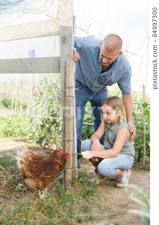 Father and daughter feeding chikens Father and daughter feeding chikens 84997300