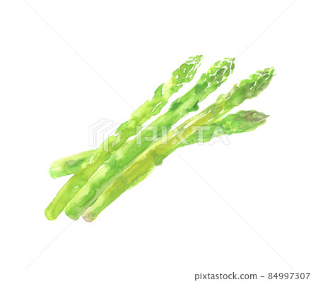 Illustration of asparagus drawn in watercolor 84997307