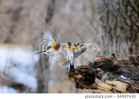 在冬季森林的覓食場附近展開一場激烈的戰鬥 84997430