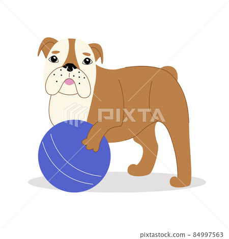 English Bulldog on a white background 84997563