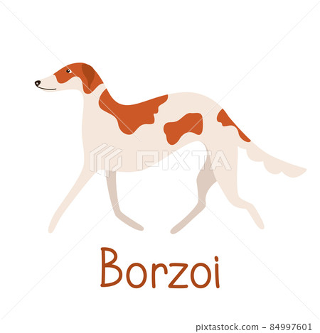 Borzoi dog breed. Vector illustration of a pet flat 84997601