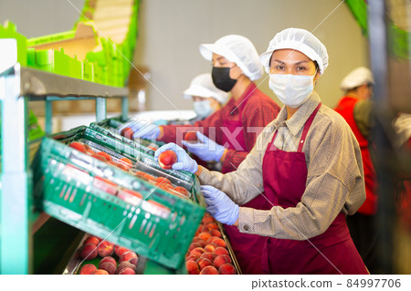 Three women in masks sorting peaches 84997706