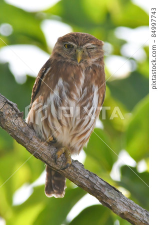 Intelligent forest sage, nocturnal wild bird owl Intelligent forest sage, nocturnal wild bird owl 84997743