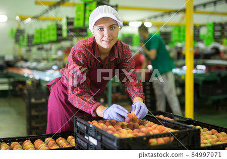 Woman checking and marking peaches in boxes, working at warehouse Woman checking and marking peaches in boxes, working at warehouse 84997971