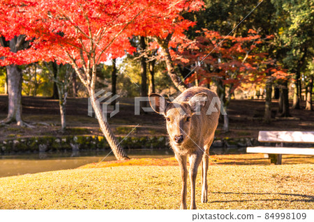 《奈良縣》鹿與秋葉・秋天的奈良公園 《奈良縣》鹿與秋葉・秋天的奈良公園 84998109