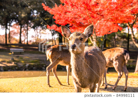 《奈良縣》鹿與秋葉・秋天的奈良公園 《奈良縣》鹿與秋葉・秋天的奈良公園 84998111