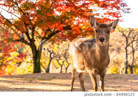 《Nara Prefecture》 Deer and autumn leaves ・ Autumn Nara Park 《Nara Prefecture》 Deer and autumn leaves ・ Autumn Nara Park 84998125