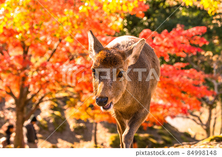 《Nara Prefecture》 Deer and autumn leaves ・ Autumn Nara Park 84998148