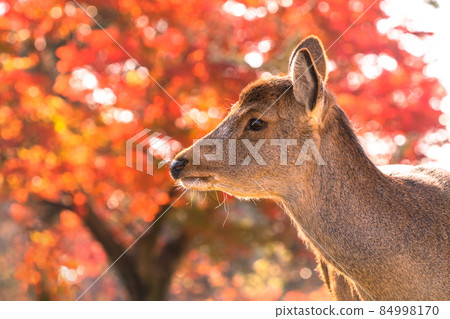 《Nara Prefecture》 Deer and autumn leaves ・ Autumn Nara Park 《Nara Prefecture》 Deer and autumn leaves ・ Autumn Nara Park 84998170