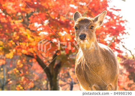 《Nara Prefecture》 Deer and autumn leaves ・ Autumn Nara Park 84998190