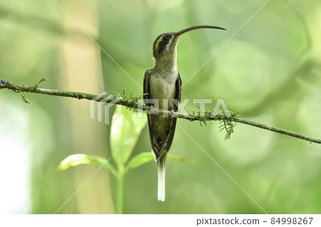 Long-tailed hermit, a long-curved beak that lives in the jungles of Costa Rica and Brazil Long-tailed hermit, a long-curved beak that lives in the jungles of Costa Rica and Brazil 84998267