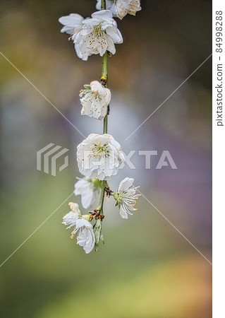 豐田上中的垂枝桃花 豐田上中的垂枝桃花 84998288