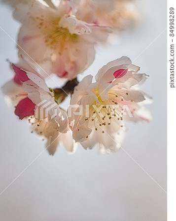 豐田上中的垂枝桃花 豐田上中的垂枝桃花 84998289