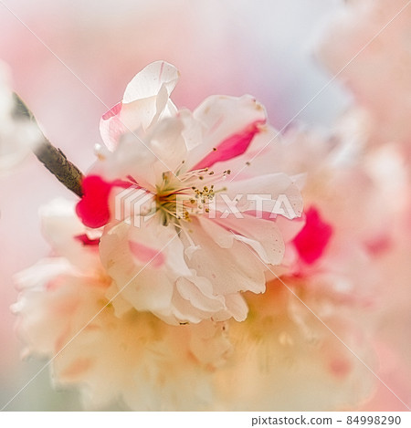 豐田上中的垂枝桃花 豐田上中的垂枝桃花 84998290