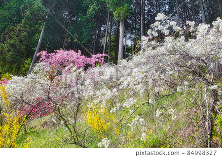 豐田上中的垂枝桃花 豐田上中的垂枝桃花 84998327