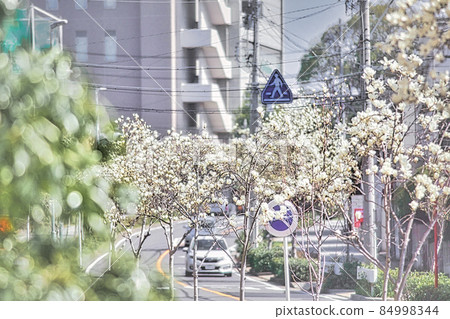 Early spring cityscape, tree-lined road with magnolias Early spring cityscape, tree-lined road with magnolias 84998344