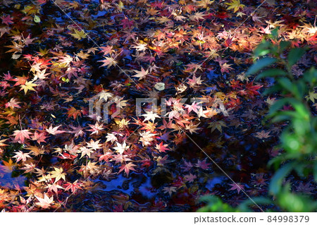 Autumn Kitsuki Castle Town Samurai Residence Autumn Kitsuki Castle Town Samurai Residence 84998379