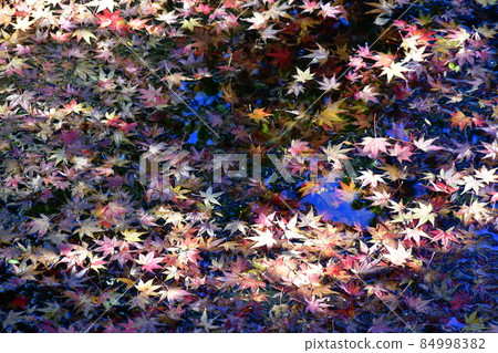 秋天的杵築城下町武士宅邸 84998382