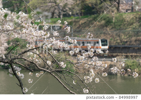 [Sakura of Sotobori and Chuo Line E233 series] 84998997