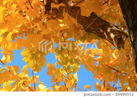 大阪大正區城市景觀公園秋葉 大阪大正區城市景觀公園秋葉 84999552