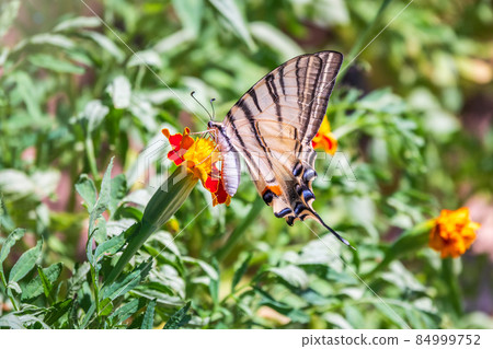 Beautiful Butterfly Scarce Swallowtail, Sail Swallowtail, Pear-tree Swallowtail, Podalirius. Latin name Iphiclides podaliriu. Butterfly collects nectar on flower. 84999752