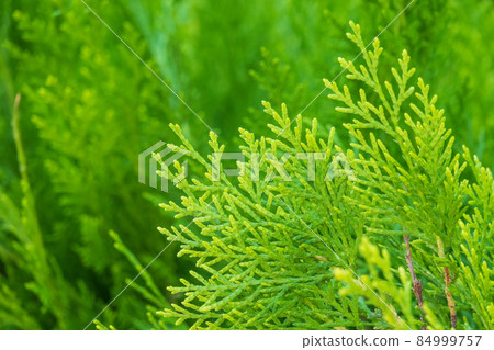 Green branches and young leaves of a thuja tree. 84999757