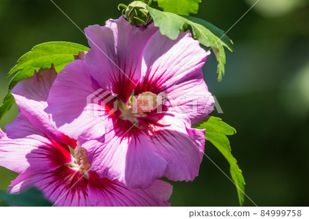 Pink flowers of Hibiscus moscheutos plant close-up. Hibiscus moscheutos, swamp hibiscus, 84999758