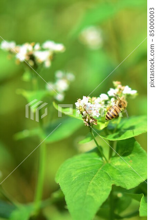 Honeybees visiting buckwheat flowers Environmental problems Agricultural chemicals Neonicotinoids Honeybees visiting buckwheat flowers Environmental problems Agricultural chemicals Neonicotinoids 85000003