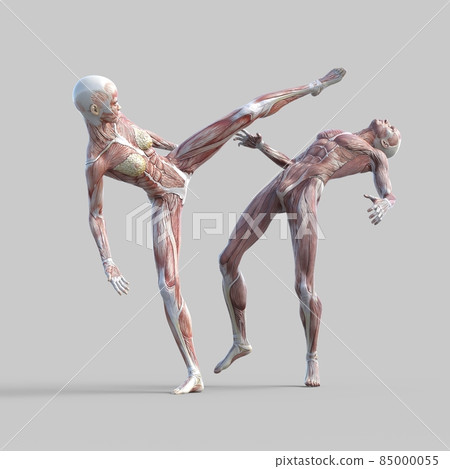 Muscle specimen male perming 3DCG illustration material Muscle specimen male perming 3DCG illustration material 85000055