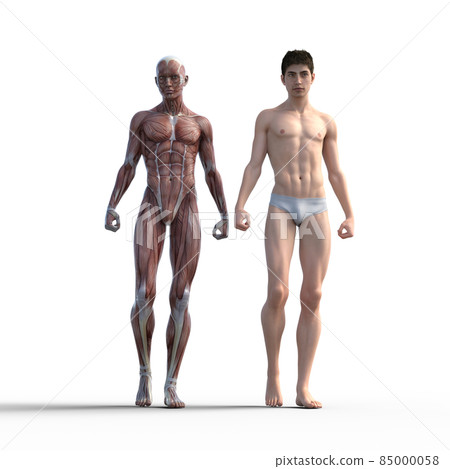 肌肉標本男性燙髮3DCG插圖素材 肌肉標本男性燙髮3DCG插圖素材 85000058