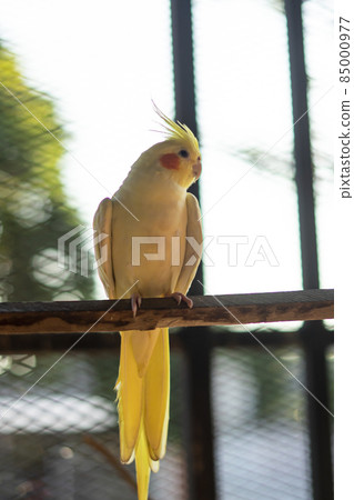 Cockatiel Portrait, Cute Curious Young Cinnamon Cockatiel Close up 85000977